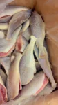 Croaker (Headless)