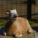 Goat meat female