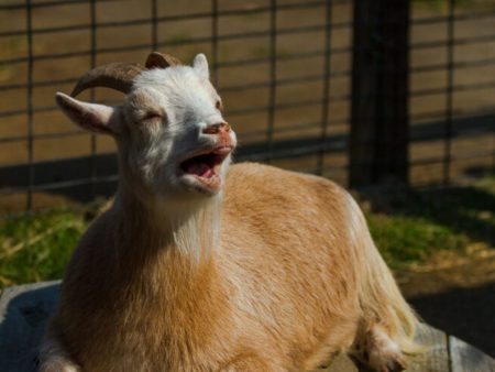 Goat meat female
