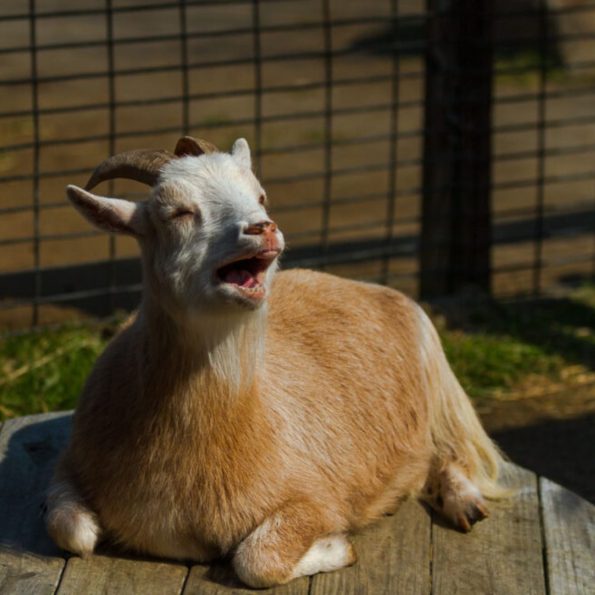 Goat meat female