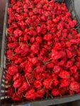 Scorpion Pepper