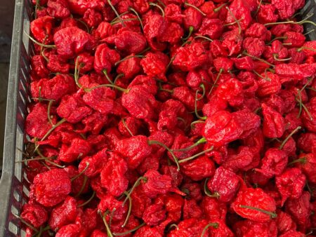 Scorpion Pepper
