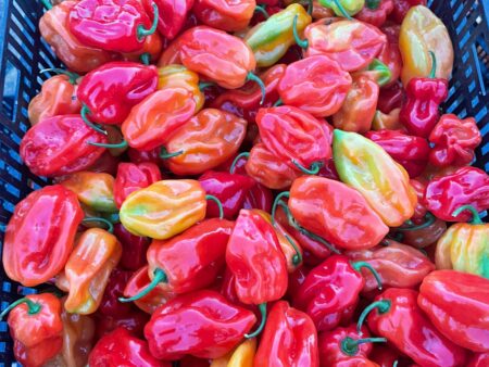Habanero (spicy)