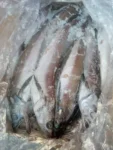 Whiting (Hake)