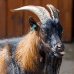 Male Goat