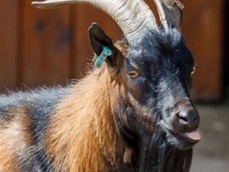 Male Goat