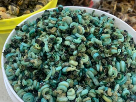 Periwinkles