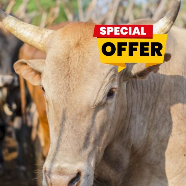 Cow Sharing - Chop Life Fair