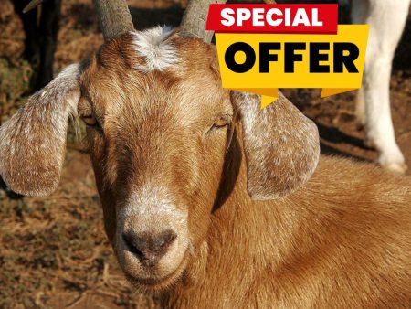 Female Goat Meat - Chop Life Fair